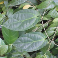 Zanonia indica subsp. indica L.